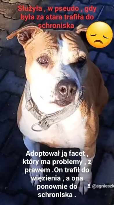 Smutna, chora czeka , w schronisku na dom / Jastrzębie Zdrój