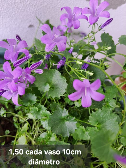 Plantas  suculentas