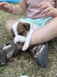 Parson Russell Terrier samiec