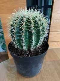 Kaktus kulisty fotel kula 56 cm obwodu