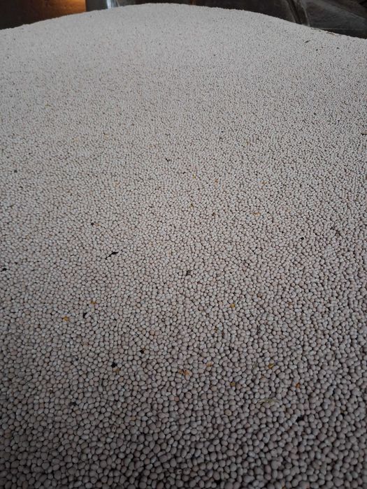 Łubin wąskolistny gorzki