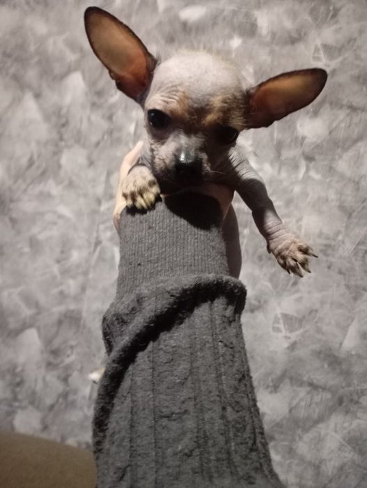 Щенок китайська хохлатый мини