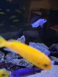Pyszczak i- Cynotilapia Sp. Hara Gallireya Reef F2,