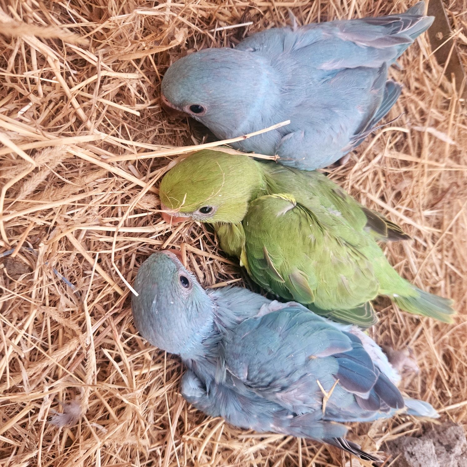 RingNecks bebés para terminar de criar