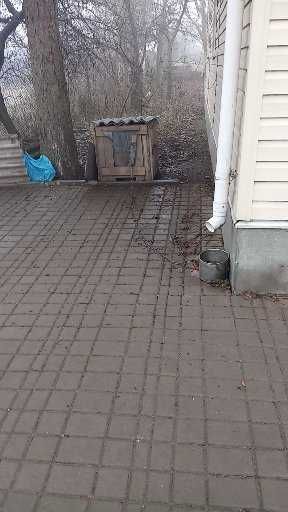 ялинка на спил висотою 10м