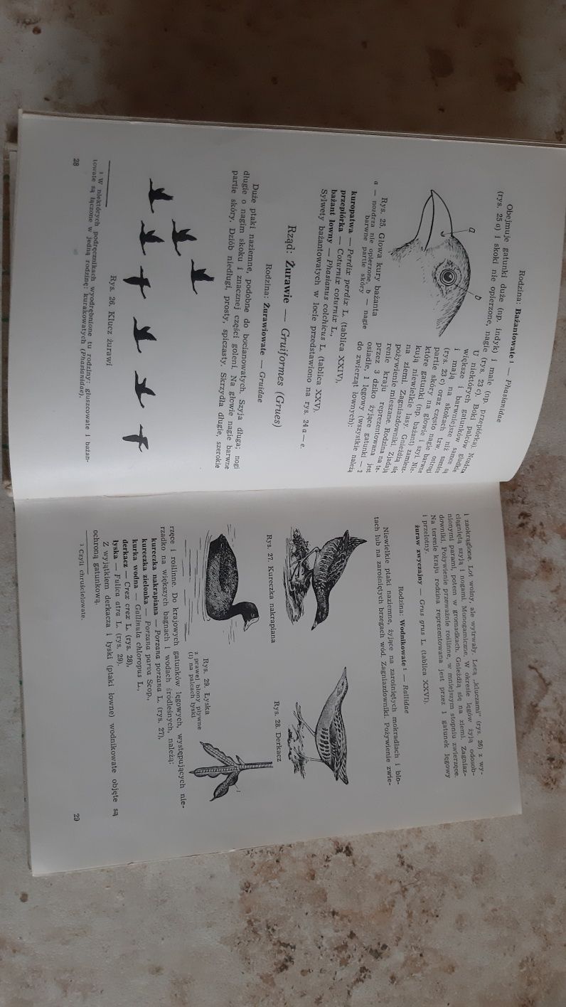 Atlas ptaków leśnych Aleksander Haber