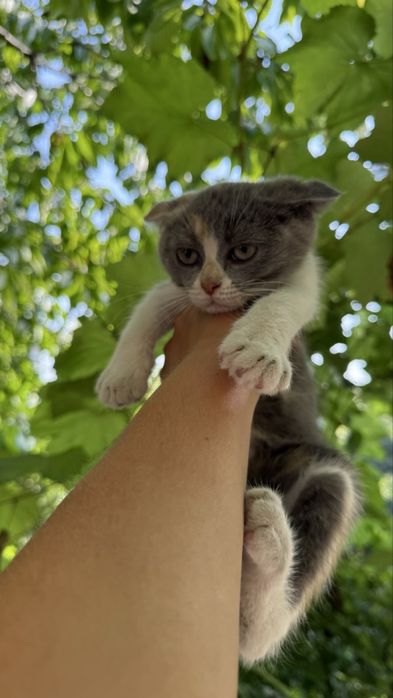Кошечка 4 месяца