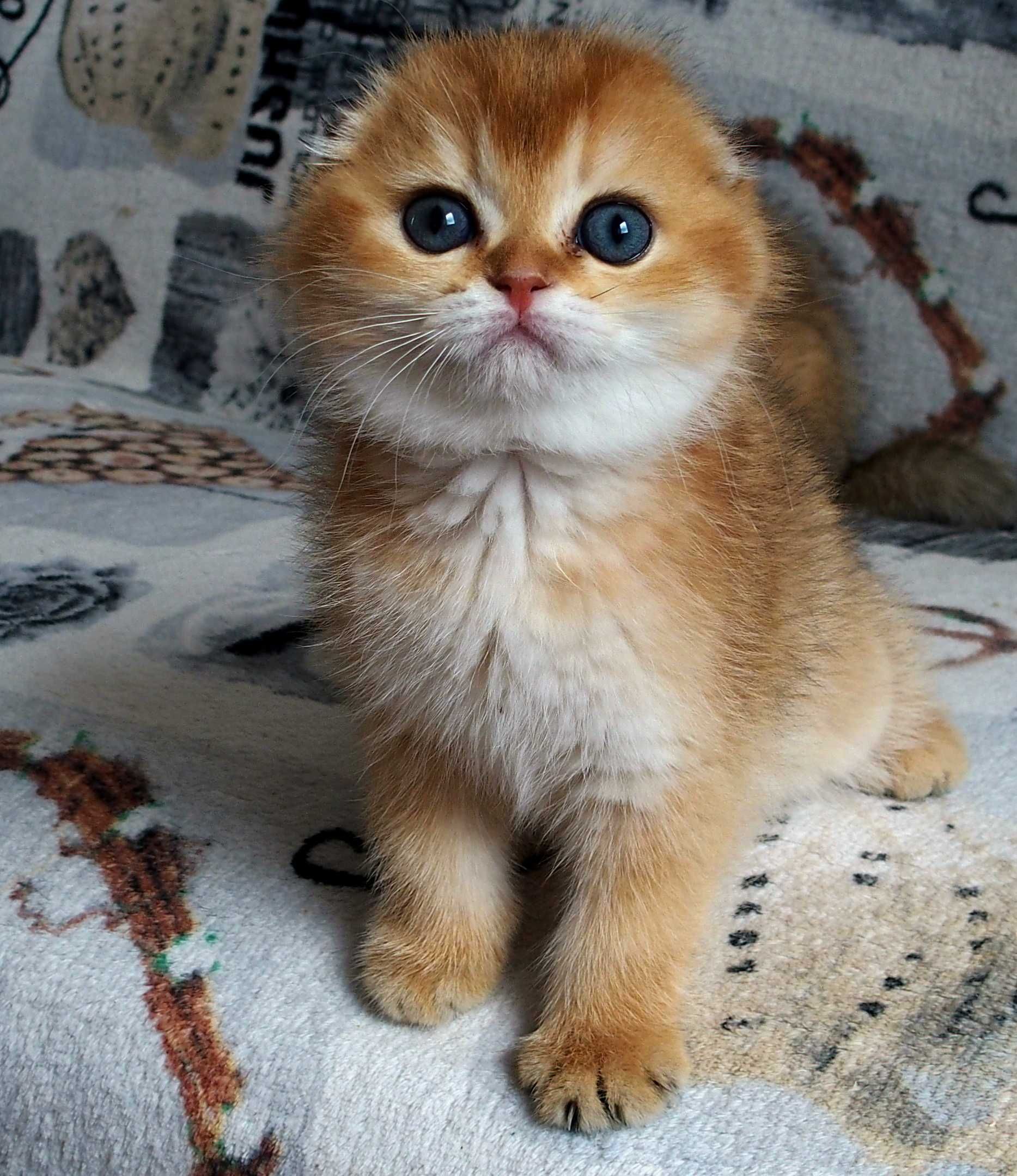 Kotka Szkocki Zwisłouchy PZF. WCF Scottish Fold Złota Szynszyla