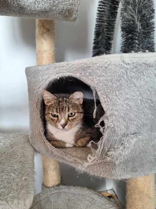 Starsza chora kotka czeka na dom