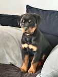 Suczka Rottweiler gotowa do odbioru.