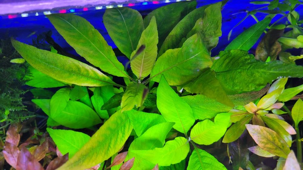 hygrophilia carymbosa