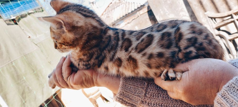 Котенок домашний леопард