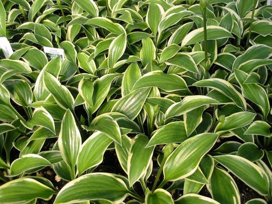 Funkia, funkie różne odmiany, funkia-hosta