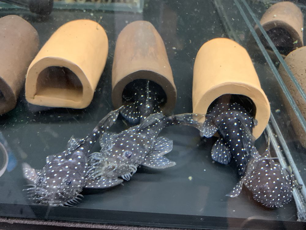 L184 brilliant pleco 3,5-4cm