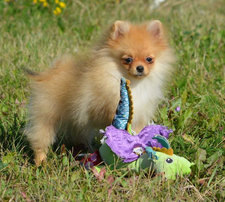Szpic Miniaturowy Pomeranian Wiwa ZKwP FCI rodowód piękna