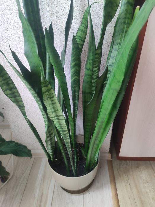 Вазони, сансівієрія муншайн