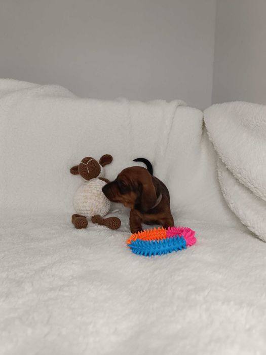 Jamnik miniaturowy krótkowłosy FCI