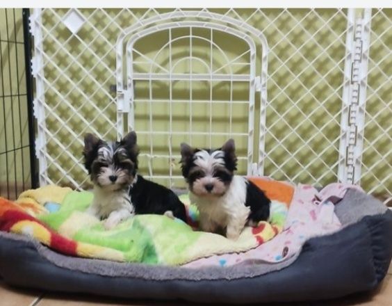 Yorkshire terrier biewer mini piesek