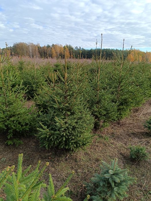 Choinki z własnej plantacji