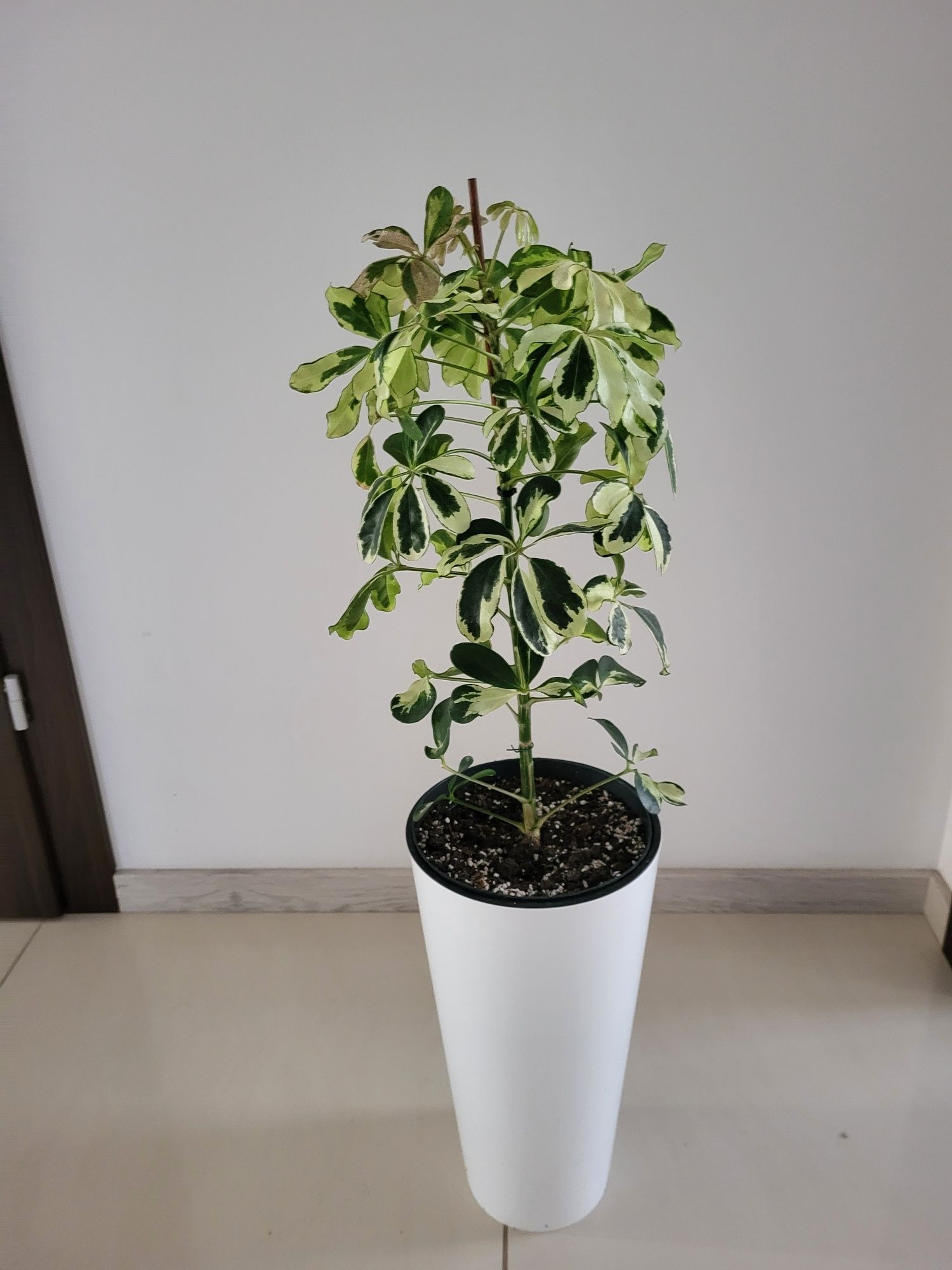 Szefleta Janinę arboricola