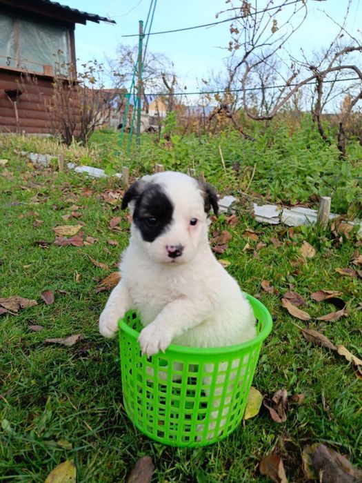 Цуценята - хлопці в добрі руки
