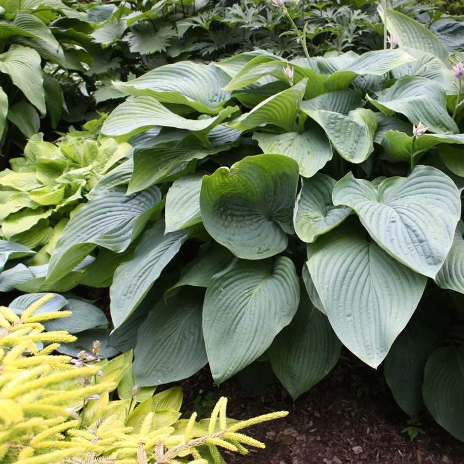 Funkia/Hosta/ Empress Wu -Flora Szczecin