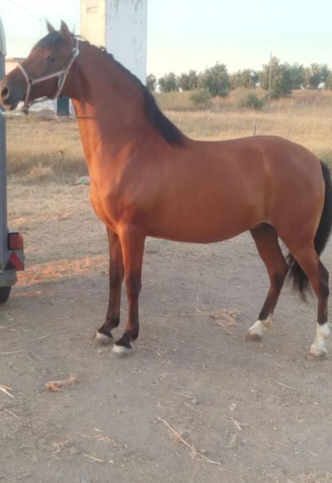 vendo égua cruzada lusitana