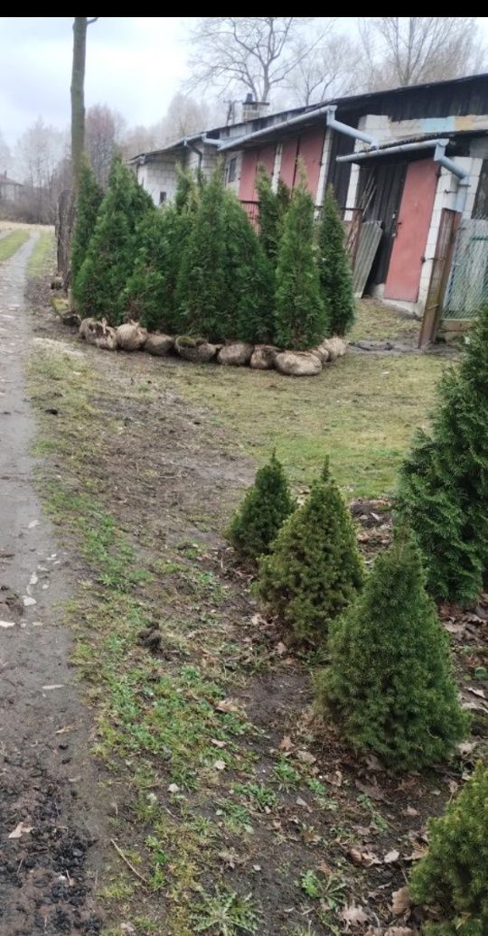 Tuja szmaragd świerk srebrzysty pospolity Świerk biały Daisy 50 cm