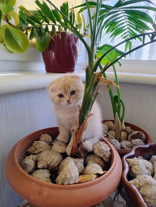 Шотландські кошенята фолд