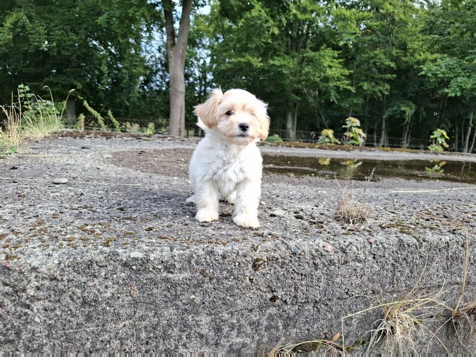 maltipoo szczeniak