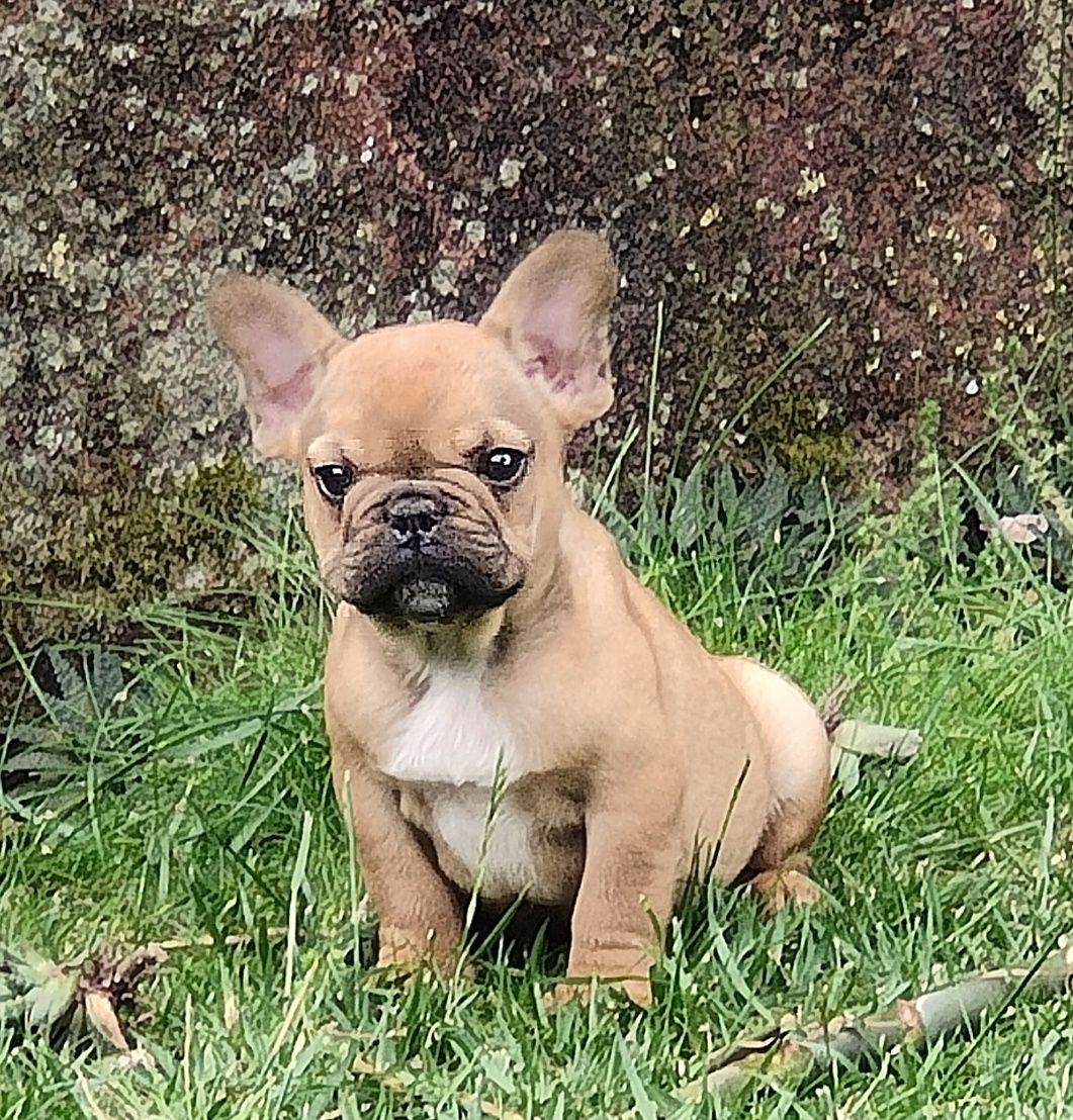 Bulldog Francês Red Fawn