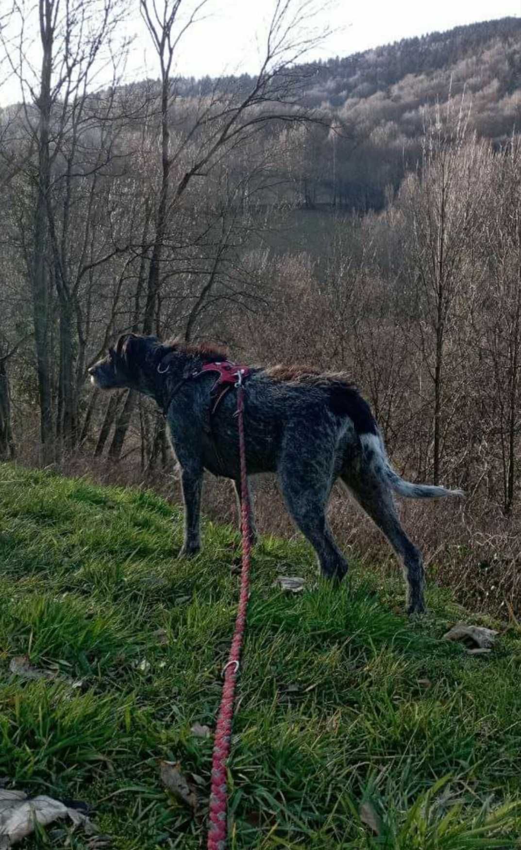 Cudowna Lola w typie wyżła niemieckiego