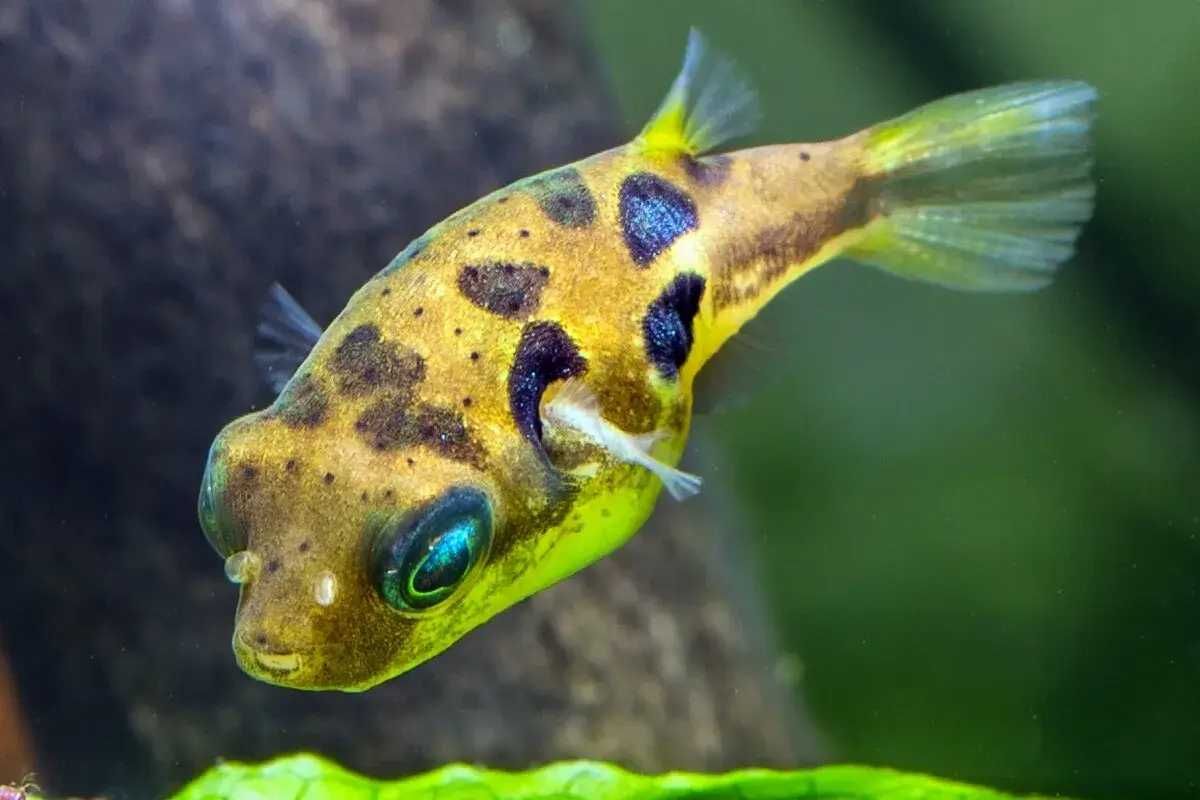Kolcobrzuch karłowaty - Carinotetraodon travancoricus - Nadymka dowóz