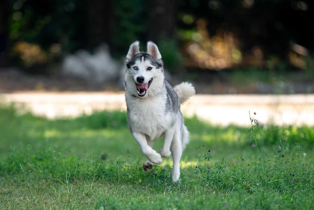 Віддам в добрі руки розумну молоду собаку Бекслі.