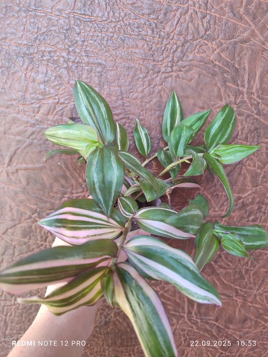 Традесканція розпродаж залишків