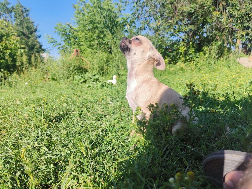 Chihuahua chlopiec xs