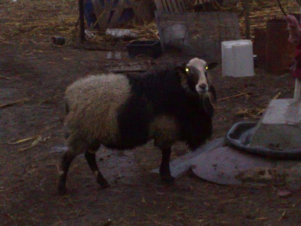 Продам ягнят  вівці - овцы-Ягнята яркы бараны