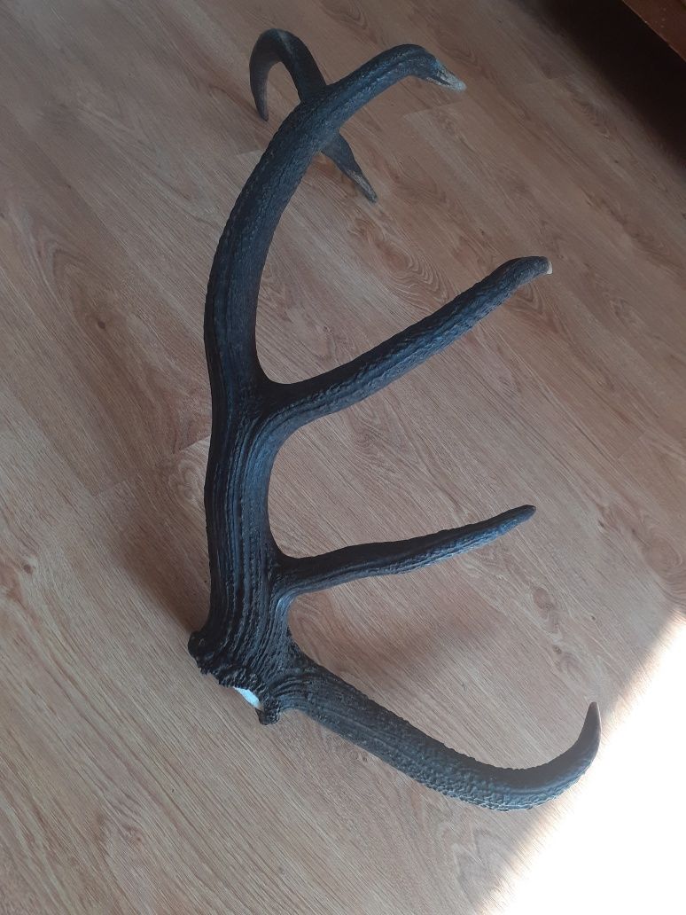 Świeża tyka jelenia 12-stak poroże 2.6kg