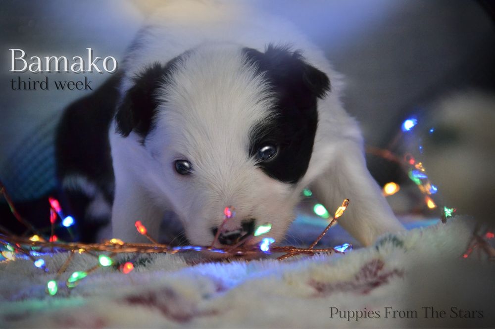Suczka Border Collie Black&White