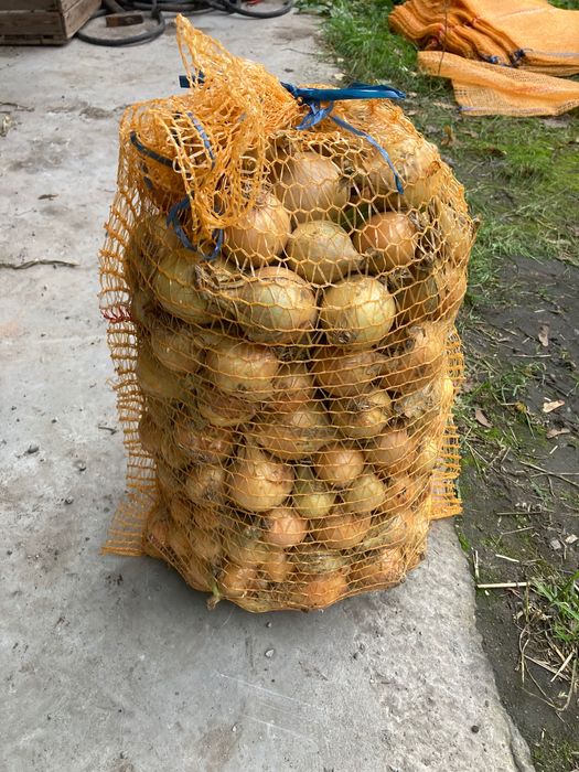 Cebula workowana  1,80zł/kg