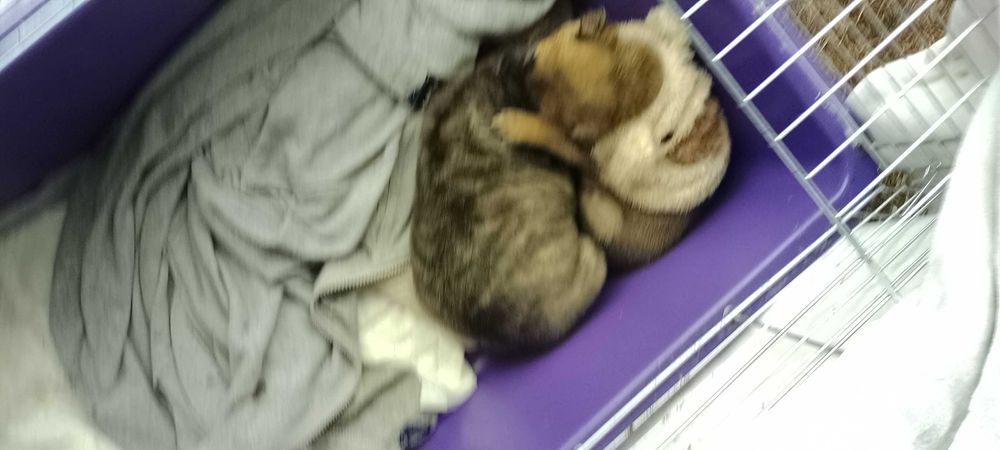 Цуценята незвичайного окрасу