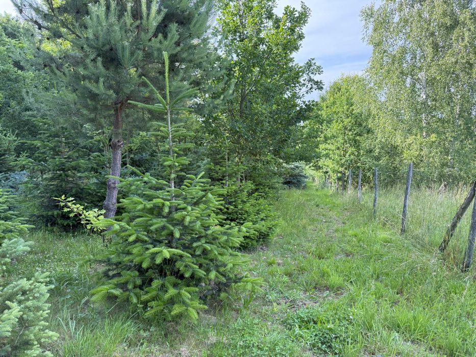 Jodła koreańska, świerk srebrny