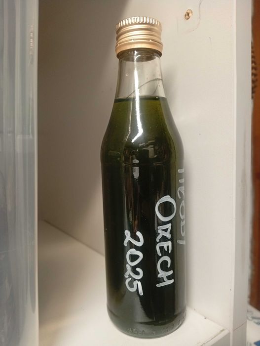 Intensywnie Zielona Orzechówka  2025