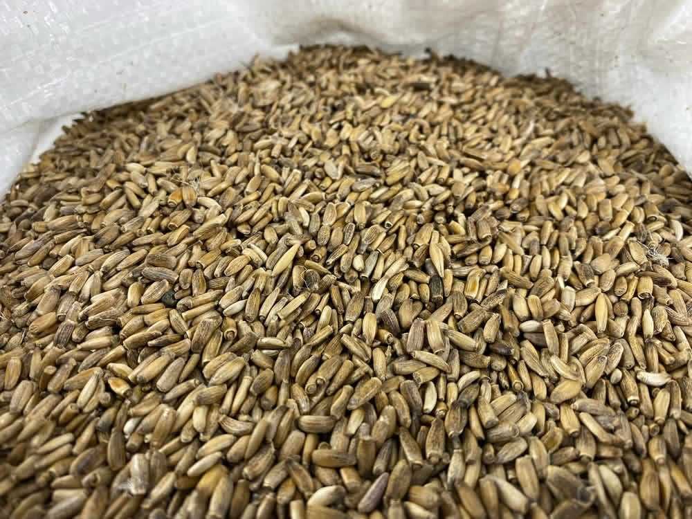 Ostropest Plamisty Leczniczy na Domowy Olej bez Glifosatu 10 KG