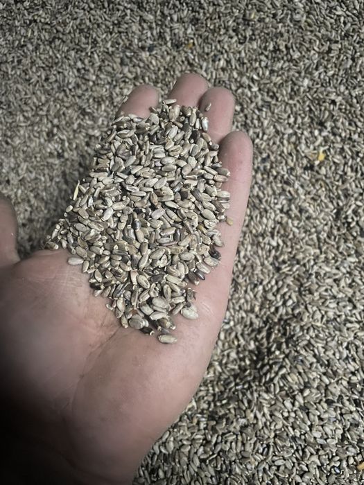 Ostropest plamisty eko certyfikat