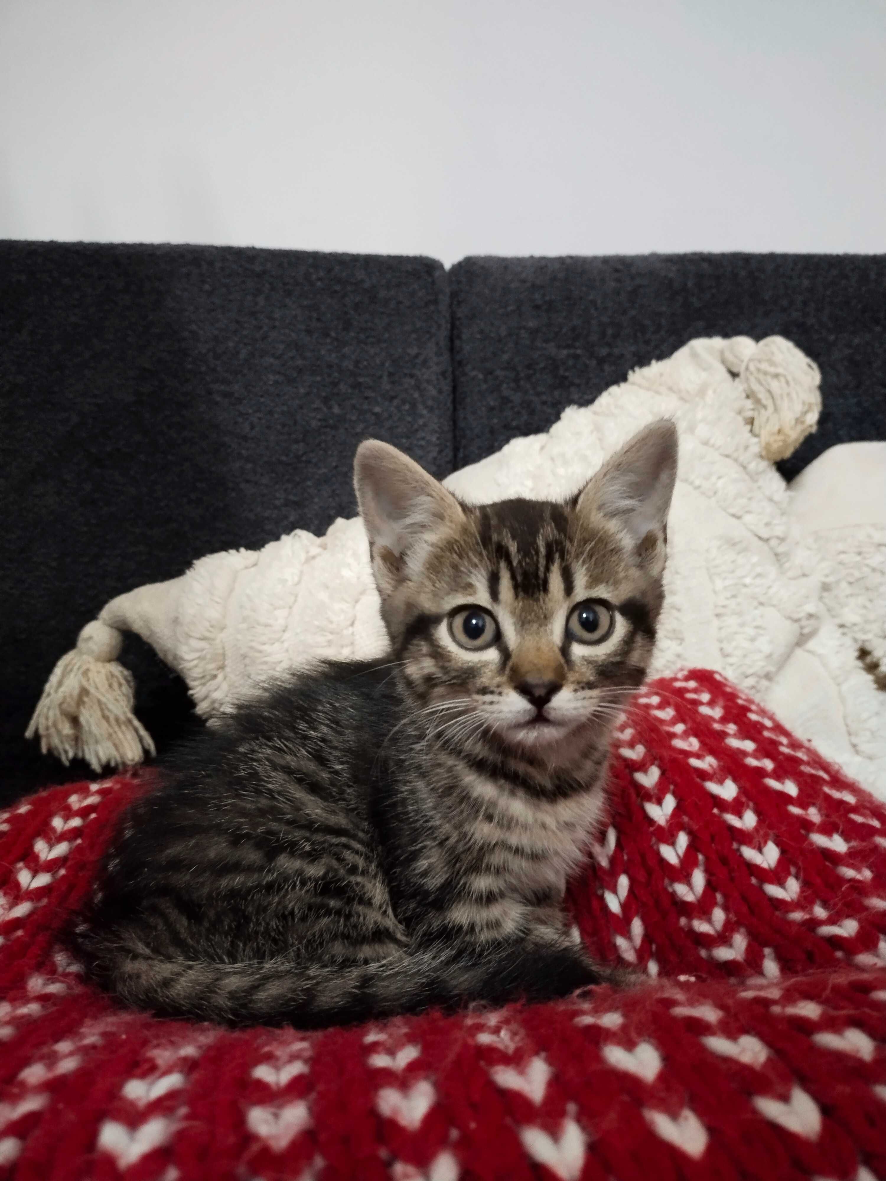 Віддам котиків в добрі руки