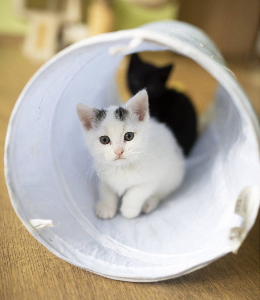 Śliczny kotek do adopcji za darmo