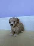 Maltipoo suczka .