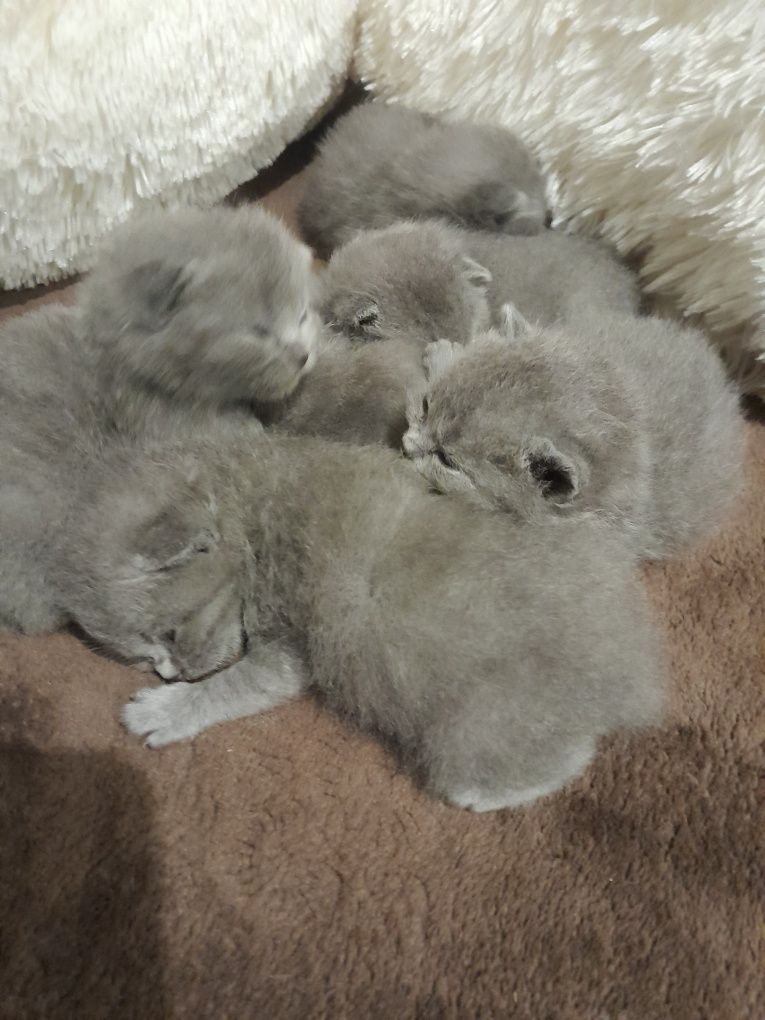 Висловухі кошенята