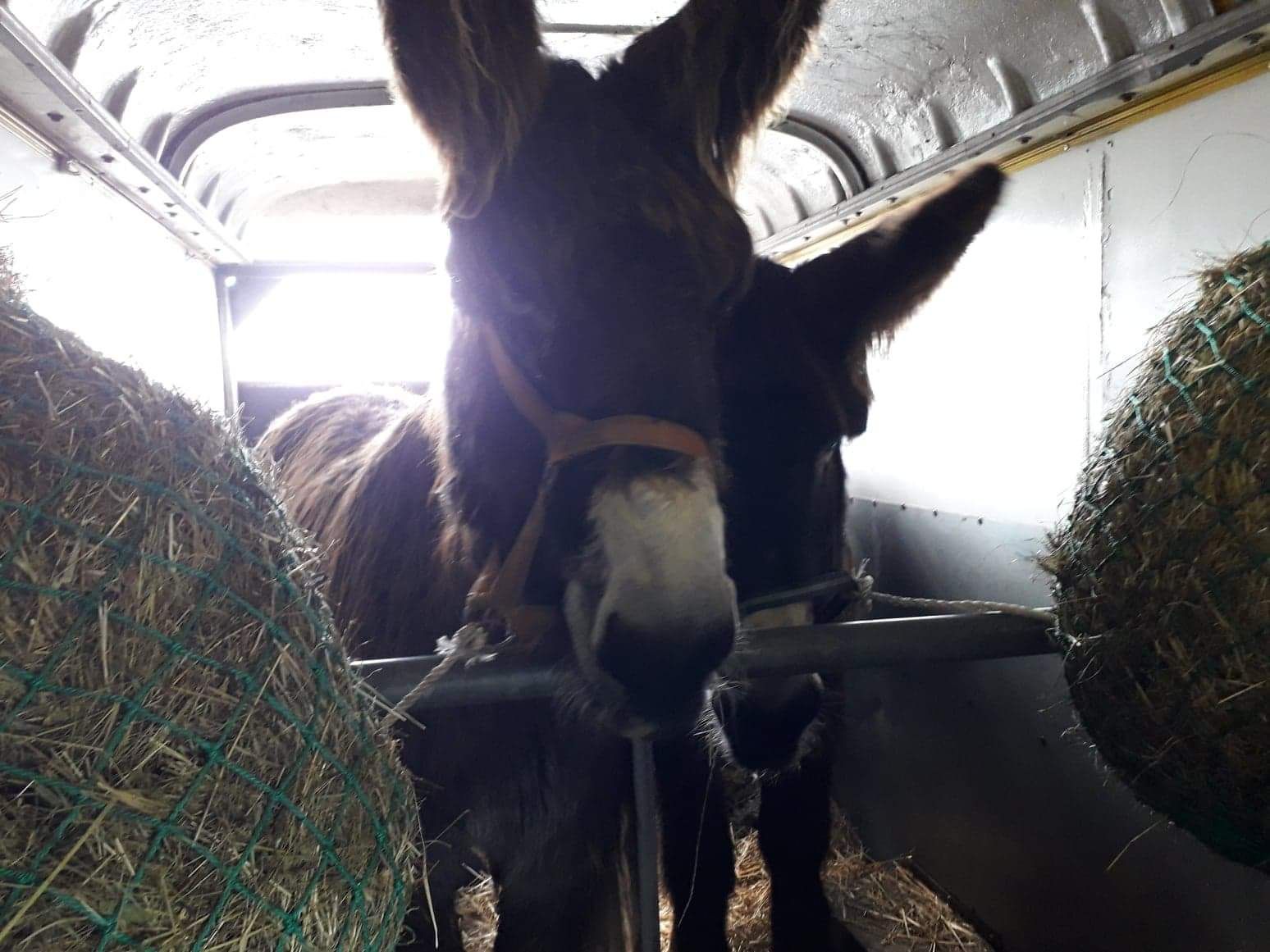 Transport, przewóz koni, kóz, koniowóz klacz, wałach, ogier, licencj